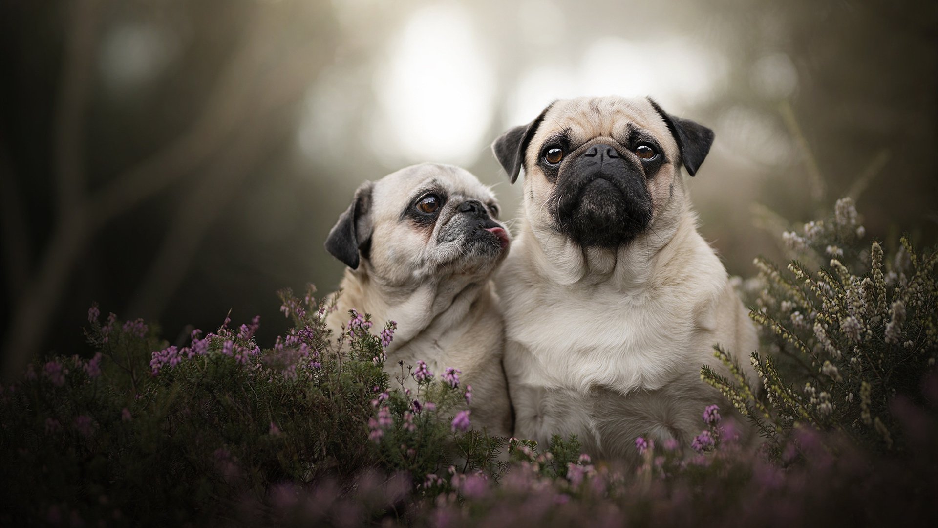 开云官网-从摩纳哥单节狂飙到巴尔韦德持续控场,现代篮球的爆发力与续航力美学