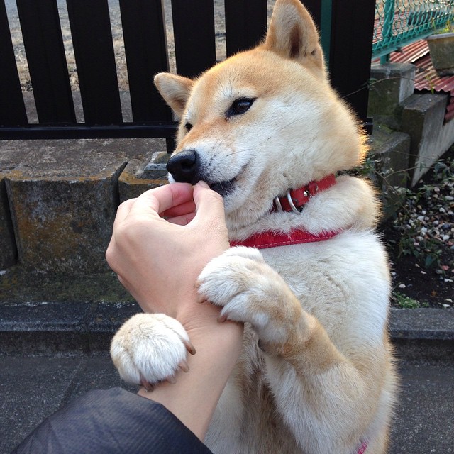 绿茵闪电，当基耶萨在F1巴林赛道接管比赛，德国引擎击溃美国神话