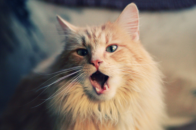 中场巫师与蓝色防线，卡马文加的魔法点燃希腊铁壁的胜利之火