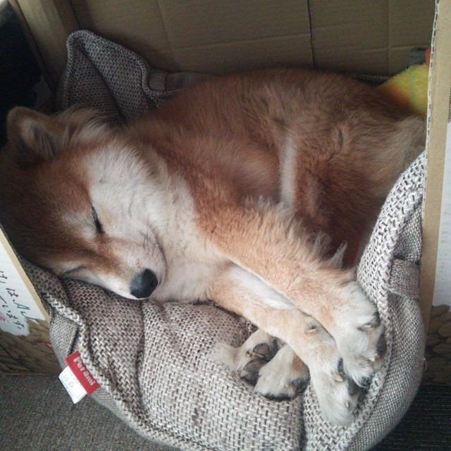 唯一性文章,托尼·帕克的王者觉醒,罗马击碎法国神话的唯一钥匙