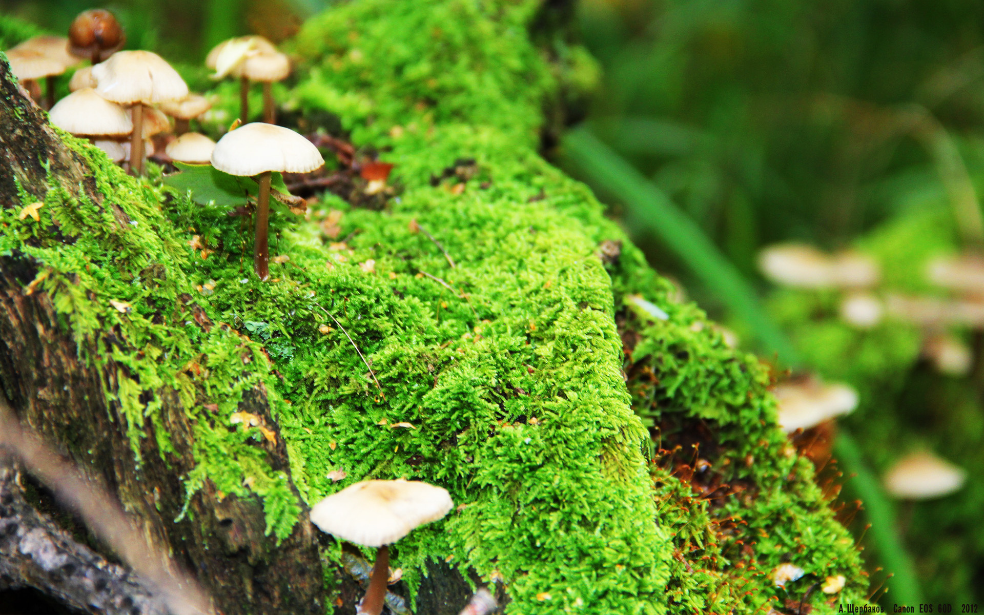 库里，总决赛的节拍器