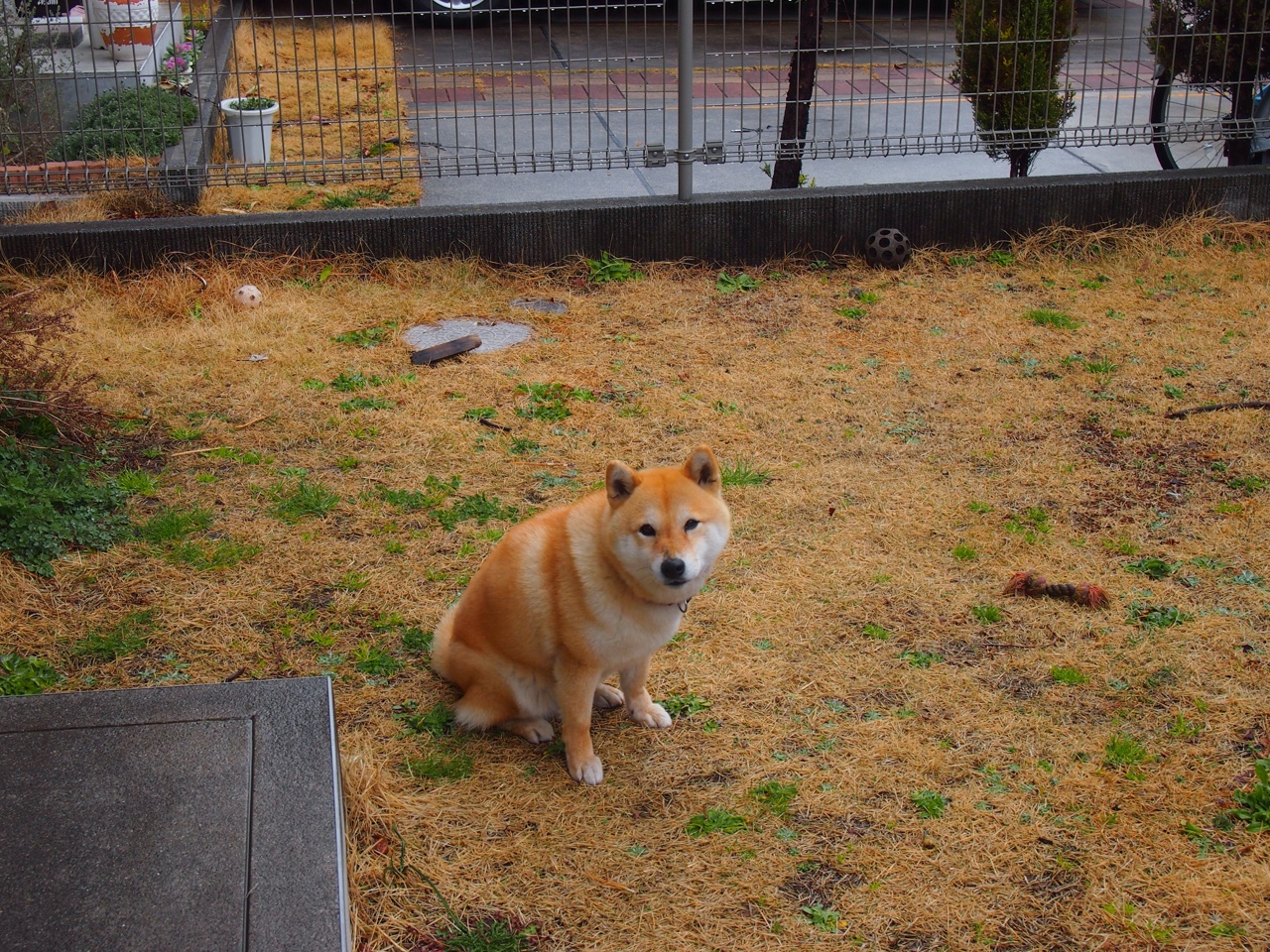 体育app-掘金巨兽撕碎鹈鹕防线，开拓者铁血终结比赛悬念